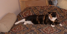 like I wuz meowing