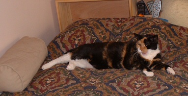 like I wuz meowing