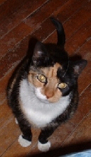 More Calico Tude
