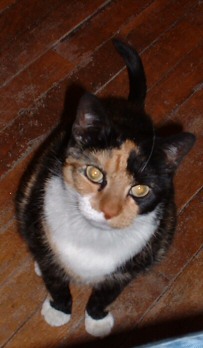 More Calico Tude