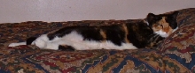 zzzzzzzzzzz !