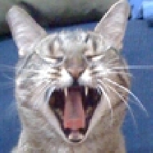 Justin yawn