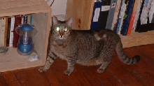 dis my new bruffer hissspit