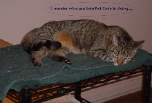 my luff fur Zade