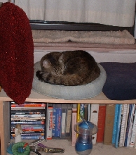 Justin on the circle pillow