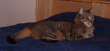 furr Zade again