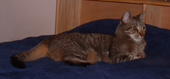 furr Zade again