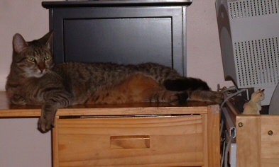 dis fur youse, Zade