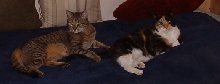 get yer paws offa my tayell
