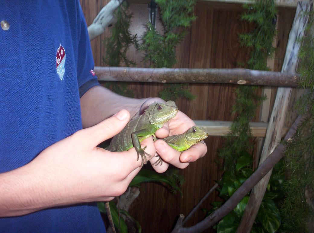 My WATER DRAGONS!!!