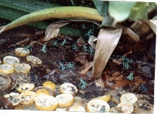 Auratus Farm in South America