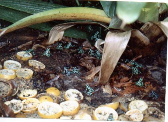 Auratus Farm in South America