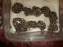 20090707Boys