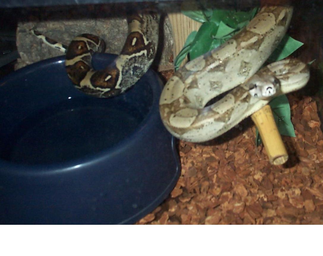 normal 4' female