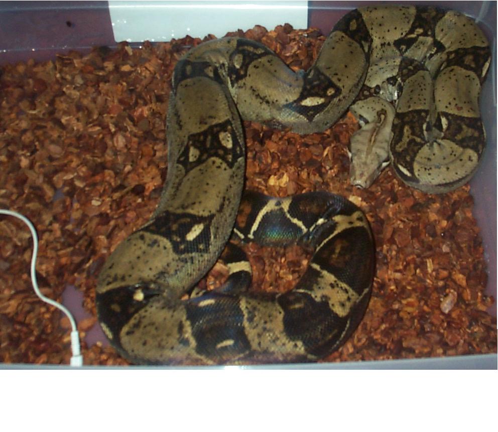 6 ft. BCI
