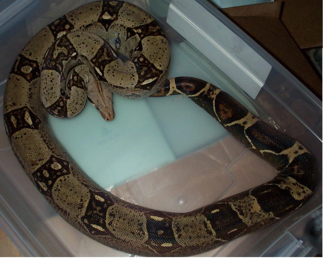 common 6 ft. female
