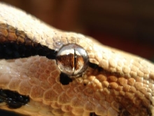eye shot