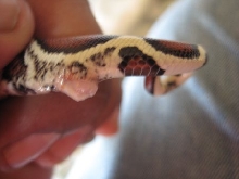 prolapsed hemipenes?