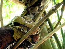 trinidad bcc