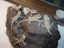 More babies!
