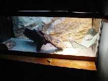 Peanut's enclosure