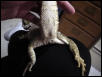Dino, male beardie