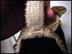 Peanut female dragon