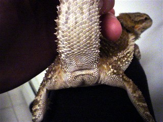 Peanut female dragon