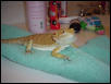 Peanut after her bath