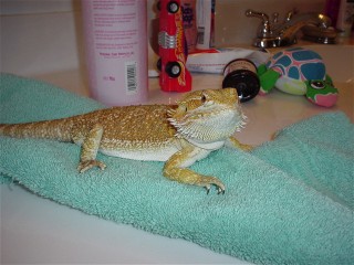 Peanut after her bath