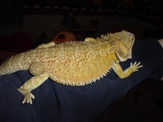 Peanut all grown up