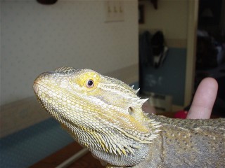 Dino