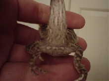 Female??