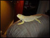 Dino, my big boy