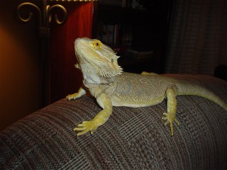 Another pic of Dino