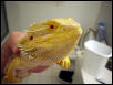 Head shot of Dino