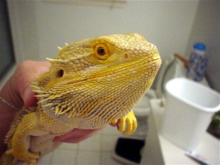 Head shot of Dino