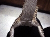 Just another beardie porn pic