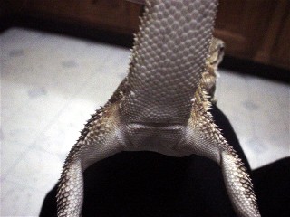Just another beardie porn pic
