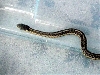 Look what my 4 year old caught!