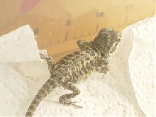 Our new baby Uno