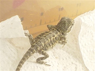 Our new baby Uno