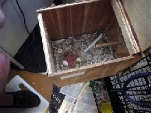 Newly hatched lovebirds