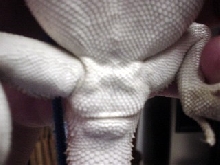 Femoral pores