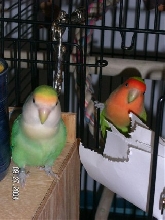 Ricky and Lucy