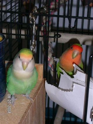 Ricky and Lucy