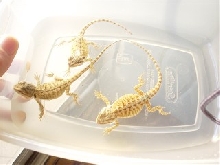 getting ready for a bath