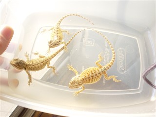 getting ready for a bath