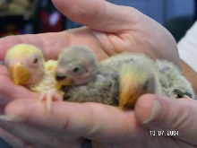 Three of our baby lovebirds