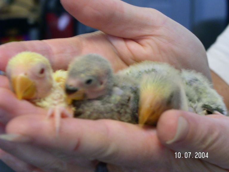 Three of our baby lovebirds